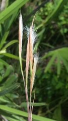 Andropogon longiberbis