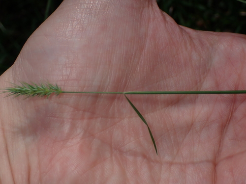 Image of Echinopogon caespitosus by (c) Alesha Teitzel, some rights reserved (CC BY)