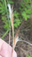 Andropogon longiberbis