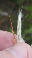 Andropogon longiberbis