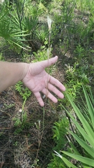 Andropogon longiberbis