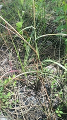 Andropogon longiberbis