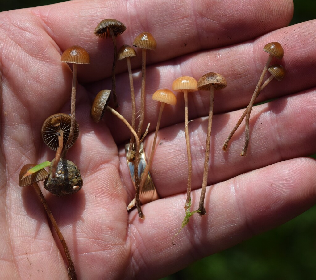 Deconica novae-zelandiae