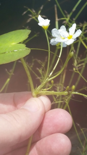 Image of Nymphoides aquatica by (c) Jay Horn, some rights reserved (CC BY)