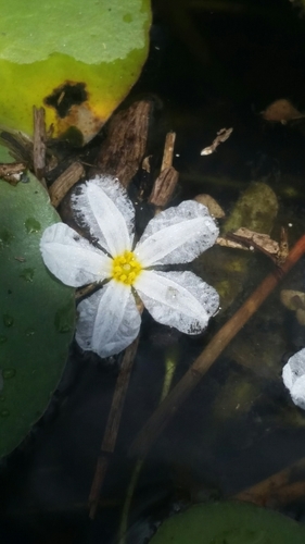 Image of Nymphoides aquatica by (c) Jay Horn, some rights reserved (CC BY)