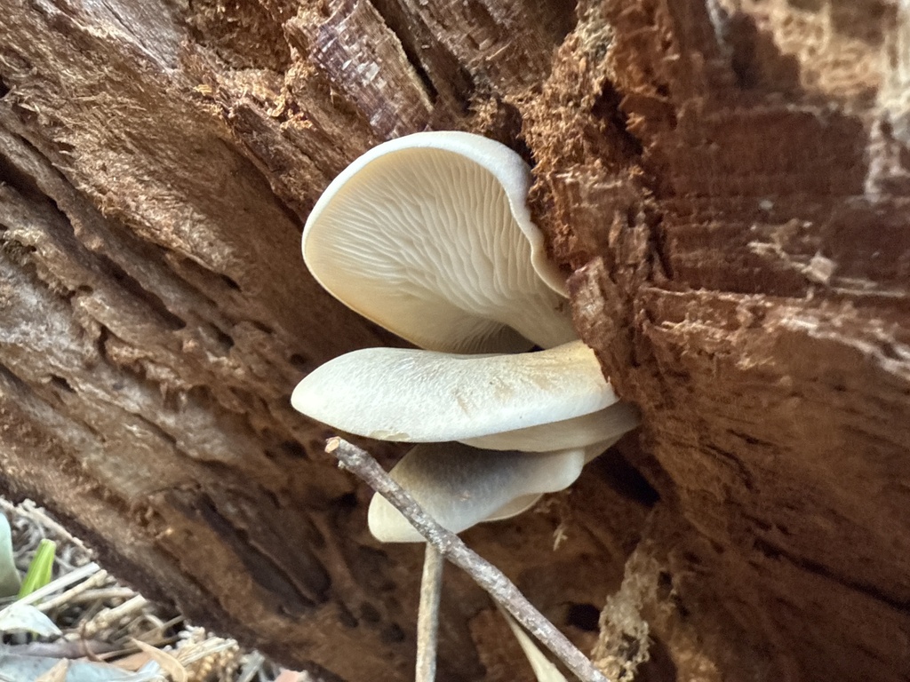 Omphalotus nidiformis · April 2025 · photo: © stephvg (iNaturalist, cc0)