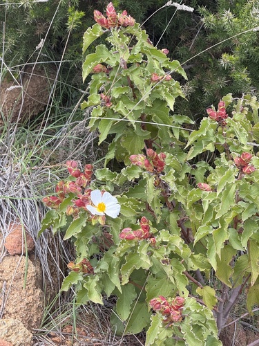 Avistamiento Cistus populifolius