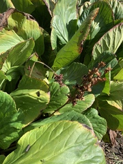 Bergenia