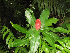 Costus ricus