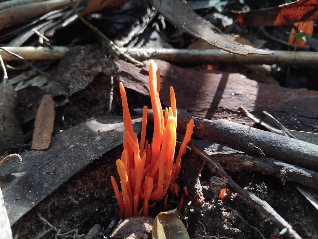 Clavulinopsis sulcata · April 2025 · photo: © sofiazed1 (iNaturalist, cc-by)