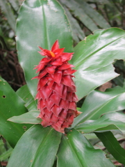 Costus ricus