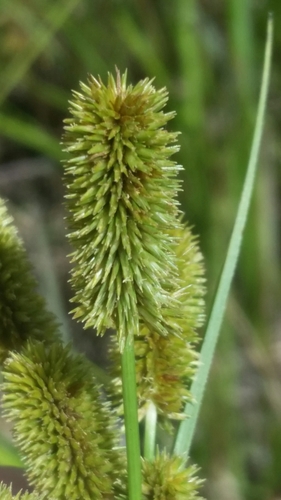 Image of Ovateleaf Flatsedge (Cyperus ovatus) by (c) Jay Horn, some rights reserved (CC BY)