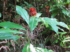 Costus ricus