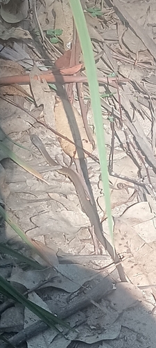 Tiger Snake sighting