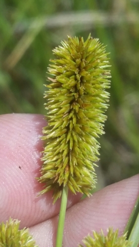 Image of Ovateleaf Flatsedge (Cyperus ovatus) by (c) Jay Horn, some rights reserved (CC BY)