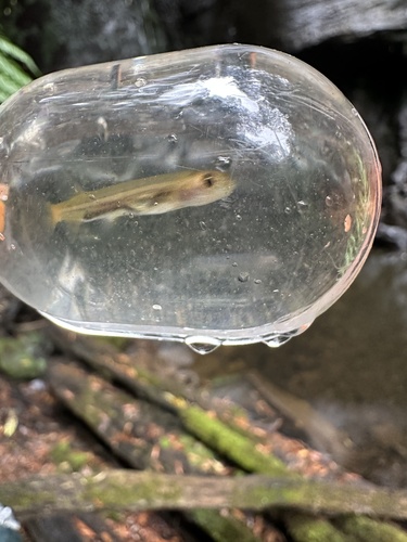 Australian Smelt