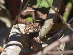 Elgaria coerulea coerulea