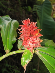 Costus ricus