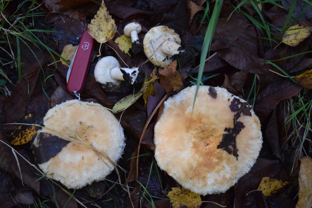 Lactarius pubescens · April 2025 · photo: © davidwhyte (iNaturalist, cc-by-sa)