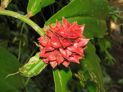 Costus ricus