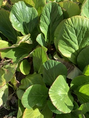 Bergenia