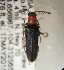 Octinodes gracilior