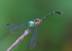 Nannophlebia eludens