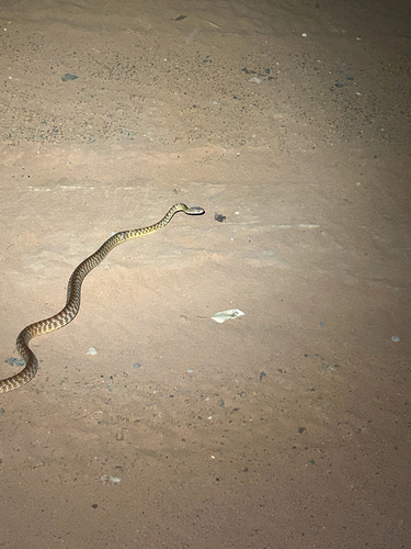 Brown Tree Snake sighting