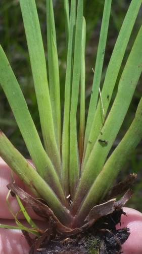 Image of Xyris floridana by (c) Jay Horn, some rights reserved (CC BY)