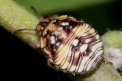 Thyanta pallidovirens