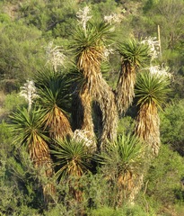 Yucca faxoniana