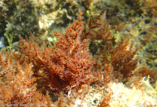Laurencia obtusa