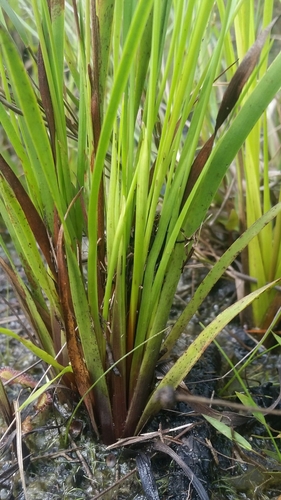 Image of Xyris floridana by (c) Jay Horn, some rights reserved (CC BY)