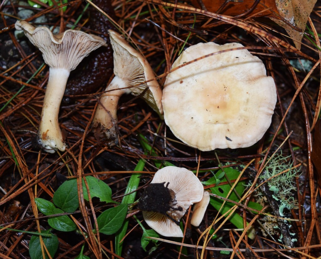 Rhodocybe piperita · April 2025 · photo: © davidwhyte (iNaturalist, cc-by-sa)