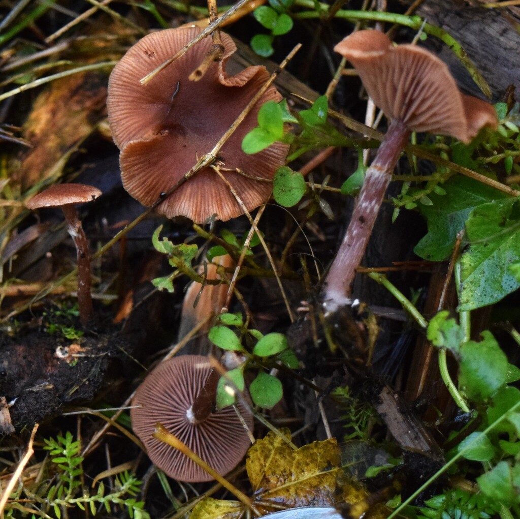 Tubaria furfuracea · April 2025 · photo: © davidwhyte (iNaturalist, cc-by-sa)