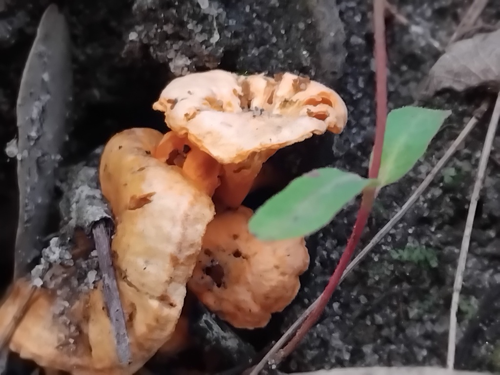 Cantharellus concinnus · April 2025 · photo: © sofiazed1 (iNaturalist, cc-by)