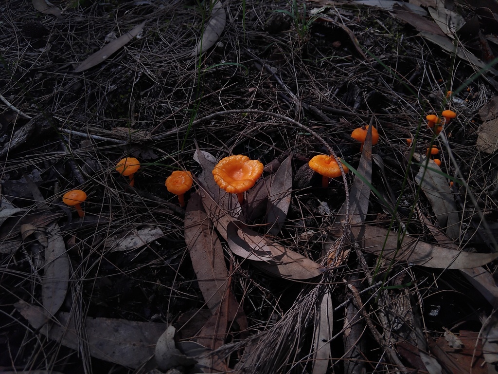Cantharellus concinnus · April 2025 · photo: © sofiazed1 (iNaturalist, cc-by)