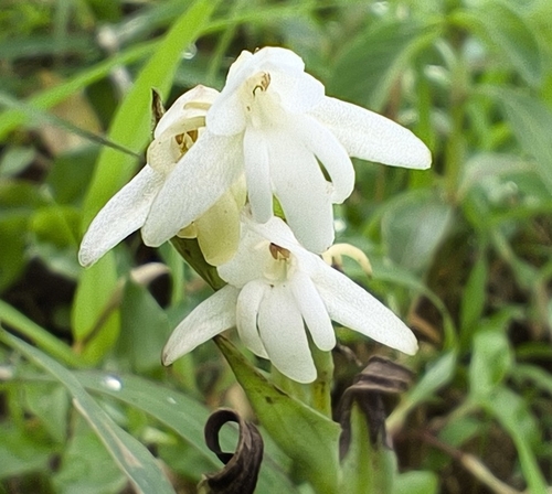 Image of Habenaria heyneana by (c) chiragmunje, some rights reserved (CC BY)