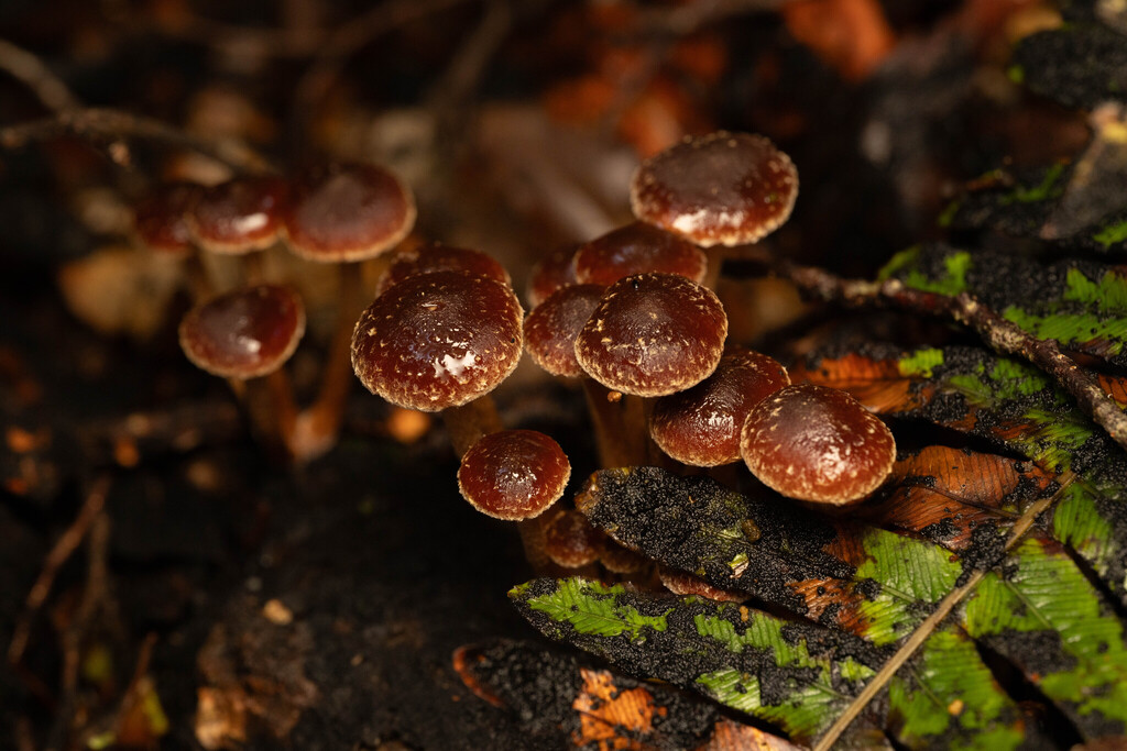 Hypholoma brunneum · April 2025 · photo: © sebastiandoak (iNaturalist, cc-by)