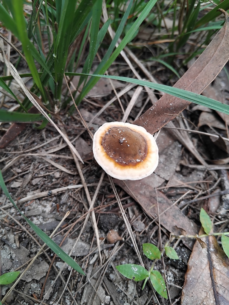 Sanguinoderma rude · April 2025 · photo: © sofiazed1 (iNaturalist, cc-by)