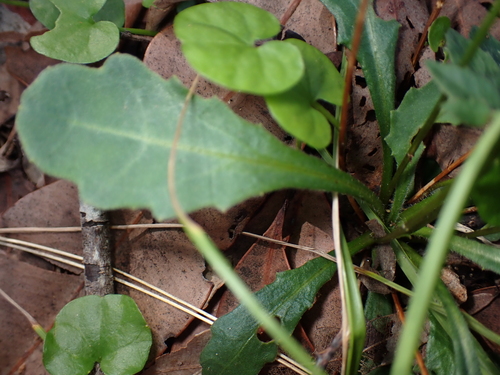 Image of Lagenophora sublyrata by (c) Alesha Teitzel, some rights reserved (CC BY)