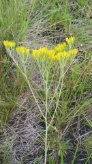 Bigelowia nudata var. australis image