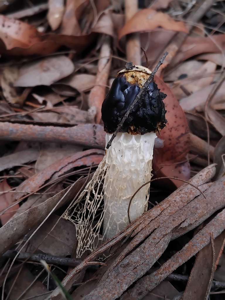 Phallus indusiatus · April 2025 · photo: © sofiazed1 (iNaturalist, cc-by)