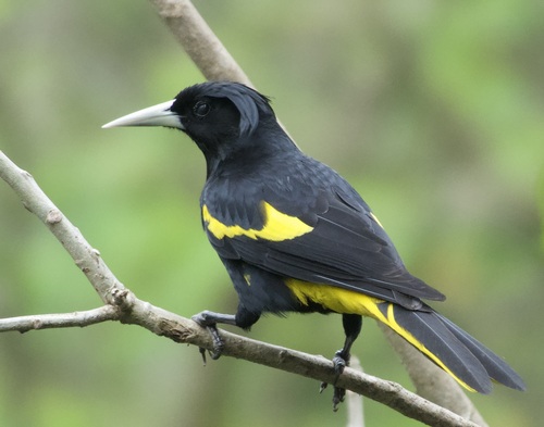 Yellow-winged Cacique