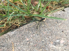 Pelecinus polyturator