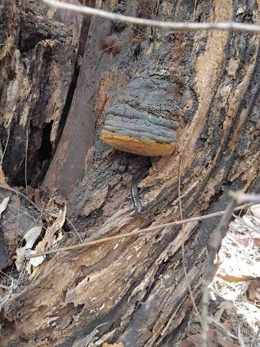 Barred-sided Skink, Concinnia tenuis