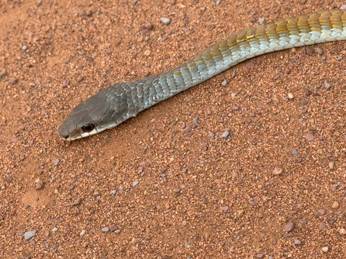 Common Tree Snake sighting