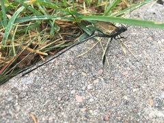 Pelecinus polyturator