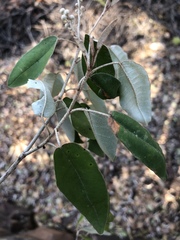 Croton gratissimus gratissimus