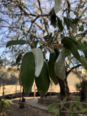 Croton gratissimus gratissimus